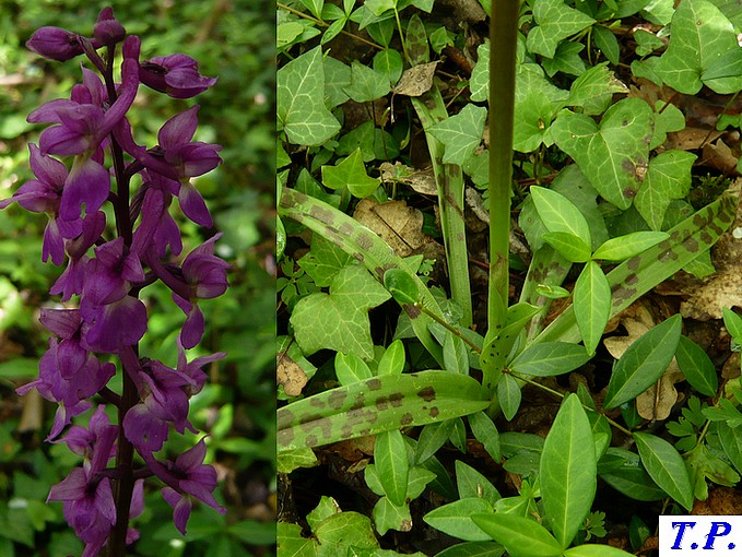 Orchis mascula - Orchis mâle 2